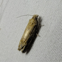 Pelochrista comatulana