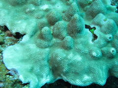 Porites lichen