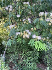 Albizia julibrissin
