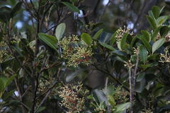 Apodytes dimidiata dimidiata