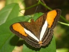 Adelpha cytherea cytherea