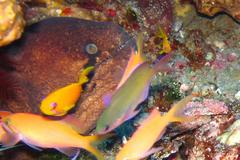 Gymnothorax breedeni