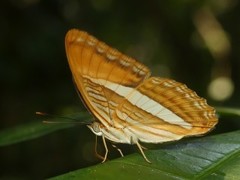 Adelpha cytherea cytherea