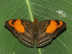 Adelpha mesentina