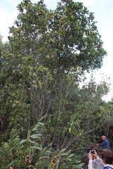 Apodytes dimidiata dimidiata
