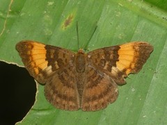 Emesis adelpha