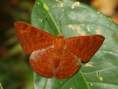 Emesis mandana