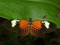 Heliconius melpomene