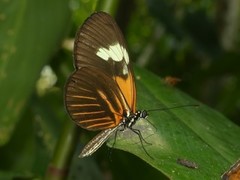 Heliconius melpomene
