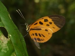 Heliconius numata lyrcaeus
