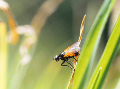 Huttonobesseria verecunda