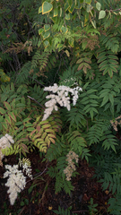 Sorbaria sorbifolia