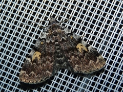 Idia calvaria