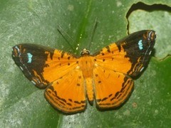 Argyrogrammana physis