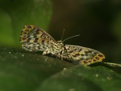 Argyrogrammana physis