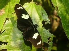 Heliconius doris