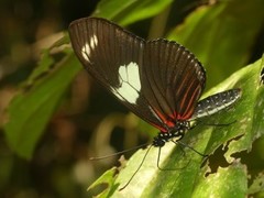 Heliconius doris
