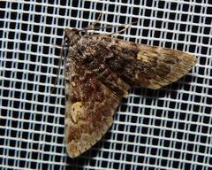 Idia calvaria