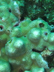 Porites lichen