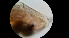Picripleuroxus denticulatus