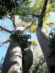 Adansonia madagascariensis