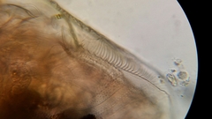 Picripleuroxus denticulatus