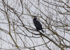 Phalacrocorax carbo