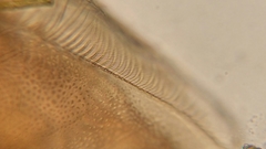 Picripleuroxus denticulatus