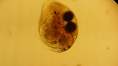 Picripleuroxus denticulatus