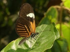 Heliconius melpomene