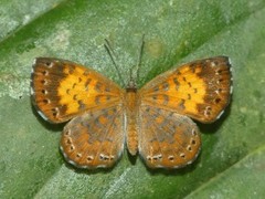 Parvospila lucianus