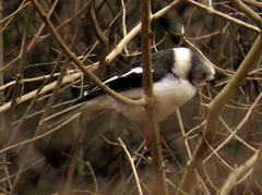 Prionops plumatus poliocephalus