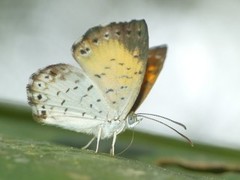 Parvospila lucianus