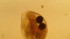 Picripleuroxus denticulatus