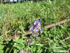 Nepeta racemosa