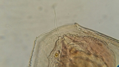 Picripleuroxus denticulatus