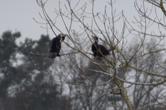 Phalacrocorax carbo