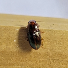 Harpalus gravis