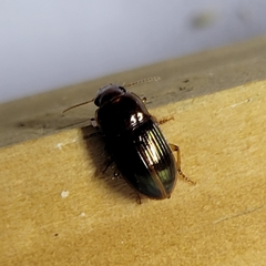 Harpalus gravis