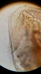 Picripleuroxus denticulatus