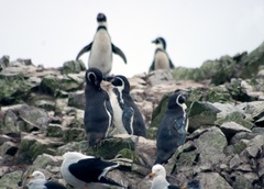 Spheniscus humboldti