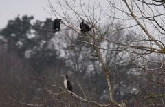 Phalacrocorax carbo