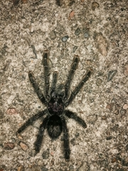 Avicularia purpurea