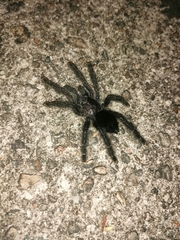 Avicularia purpurea