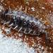 Horned Isopod - Photo (c) Tony Rebelo, some rights reserved (CC BY-SA), uploaded by Tony Rebelo