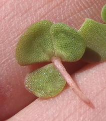 Oxalis fergusonae