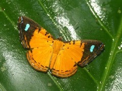 Argyrogrammana physis