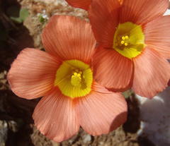 Oxalis fergusonae