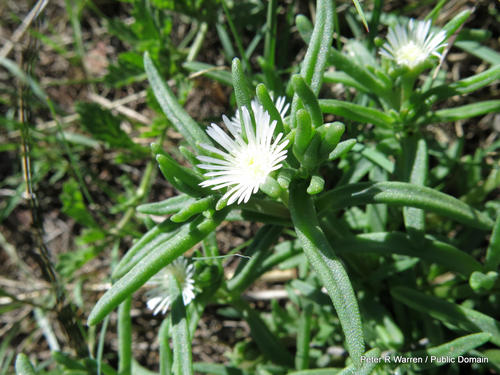 Highveld white vygie (Delosperma herbeum)