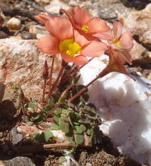 Oxalis fergusonae